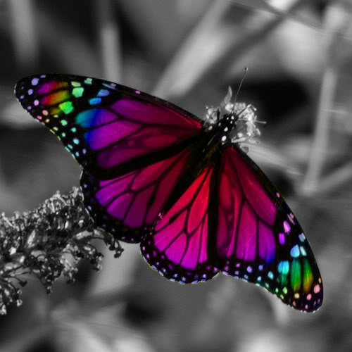 EL EFECTO MARIPOSA, parte 3.